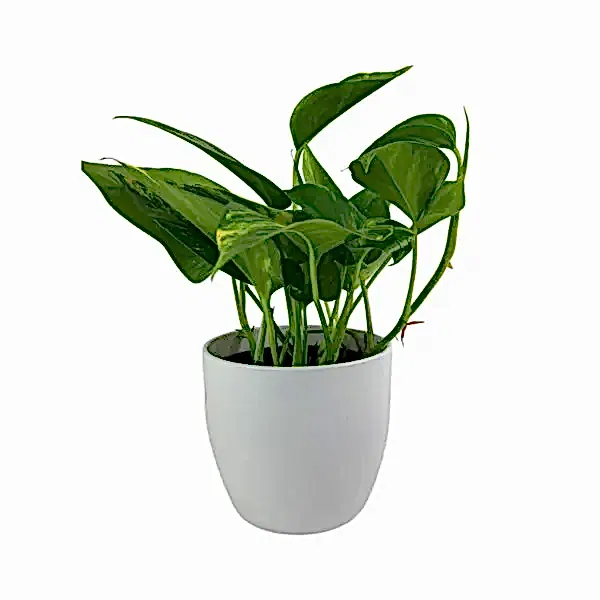 Epipremnum Aureum 12cm White Pot (indoor plant)