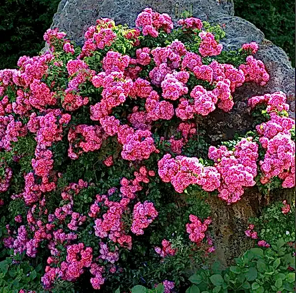 Rose Flower Carpet Pink 4L