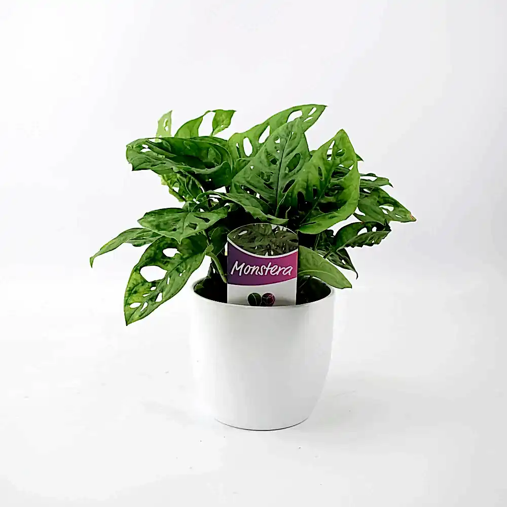 Monkey Cheese Plant 12cm White Pot Gift