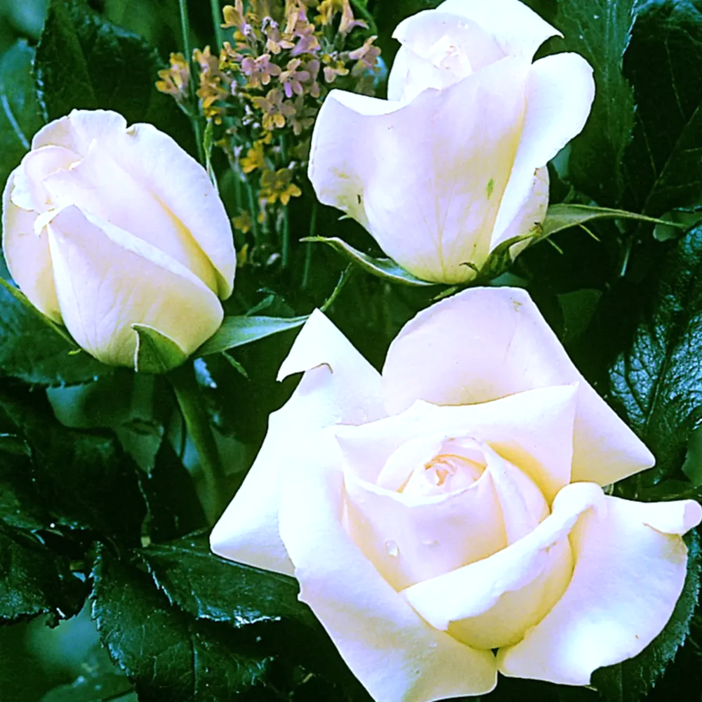Rose Silver Anniversary 5.5L Pot