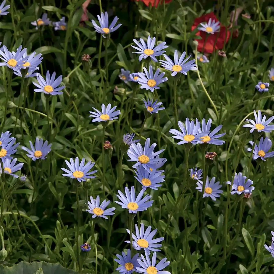 Felicia Blue 9cm In Recyclable Pots x 3 Plants