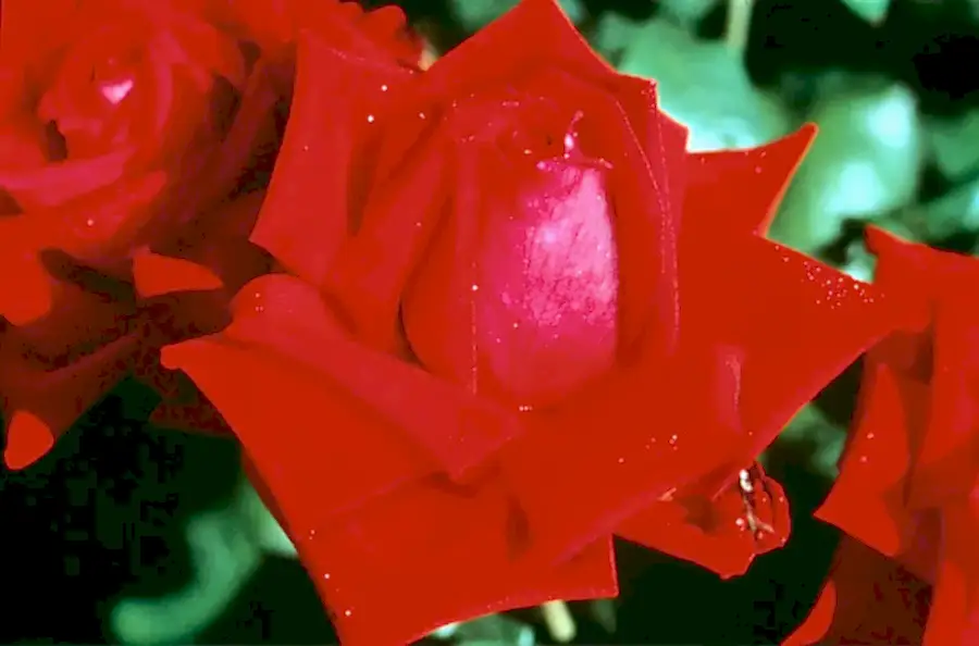 Rose Loving Memory 5.5 Litre Pot