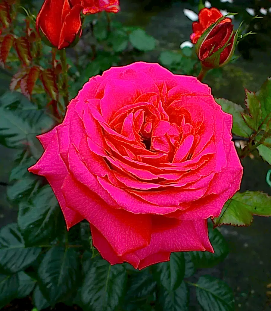 Rose My Dad 5.5 Litre Pot