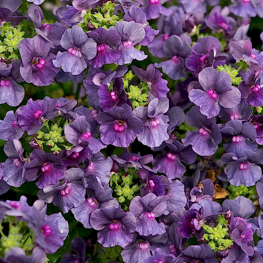 Nemesia Lady Anne 9cm In Recyclable Pots x 3 Plants