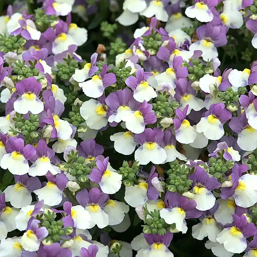 Nemesia Lady Kate 9cm In Recyclable Pots x 3 Plants