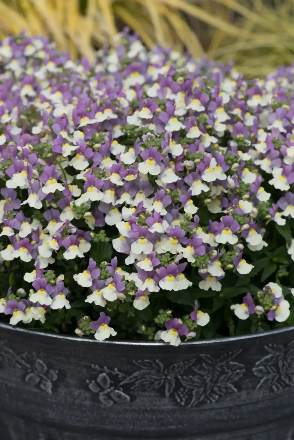 Nemesia Lady Kate 9cm In Recyclable Pots x 3 Plants