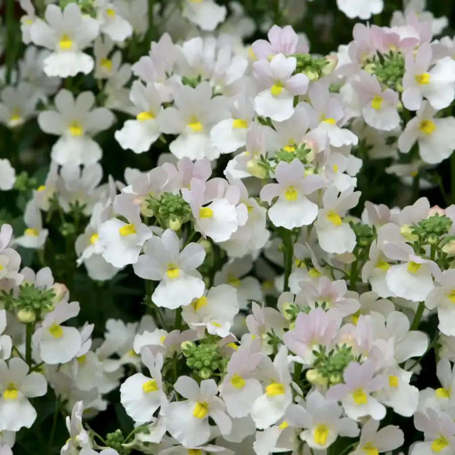 Nemesia Wisley Vanilla 9cm In Recyclable Pots x 3 Plants