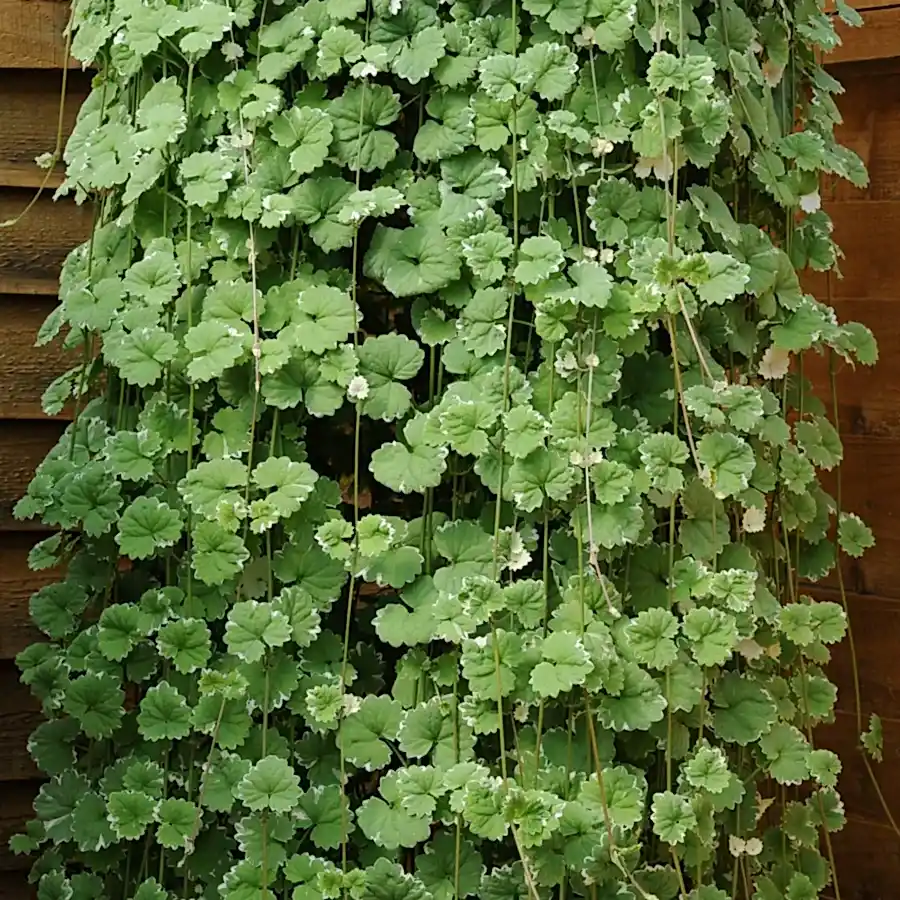 Nepeta Variegated 9cm In Recyclable Pots x 3 Plants