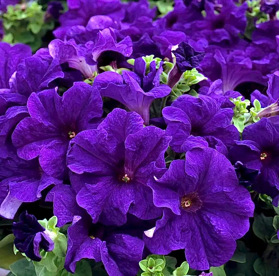 Petunia Surfinia Blue 9cm In Recyclable Pots x 3 Plants