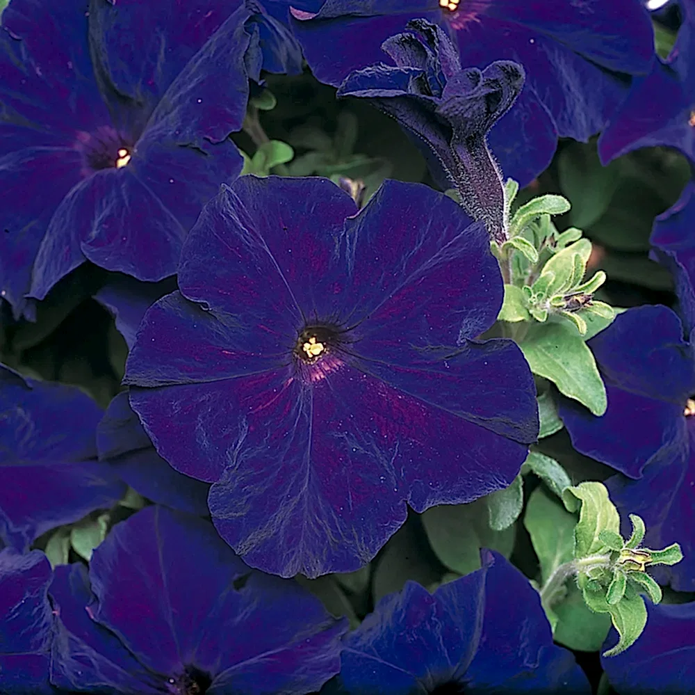 Petunia Surfinia Blue 9cm In Recyclable Pots x 3 Plants