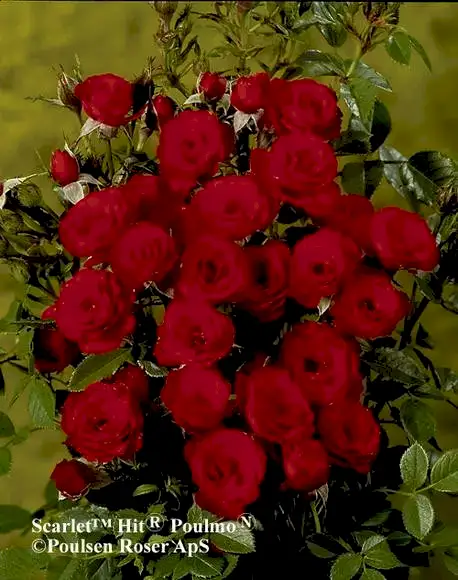 Rose The Ruby Anniversary 5.5 Litre Pot