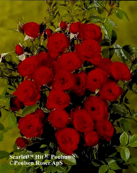 Rose The Ruby Anniversary 5.5 Litre Pot