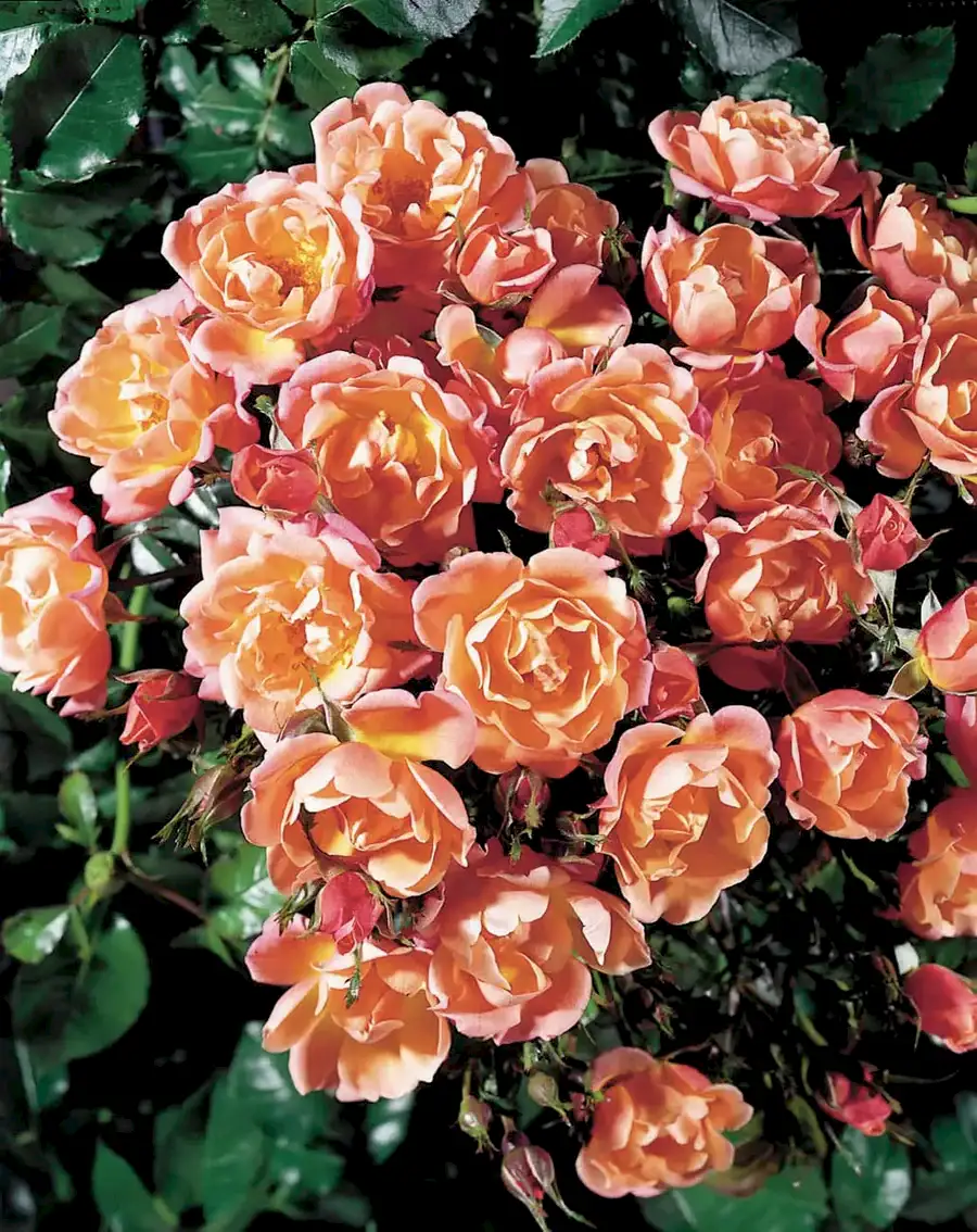 Rose Happy Retirement 5.5L Plants By Post