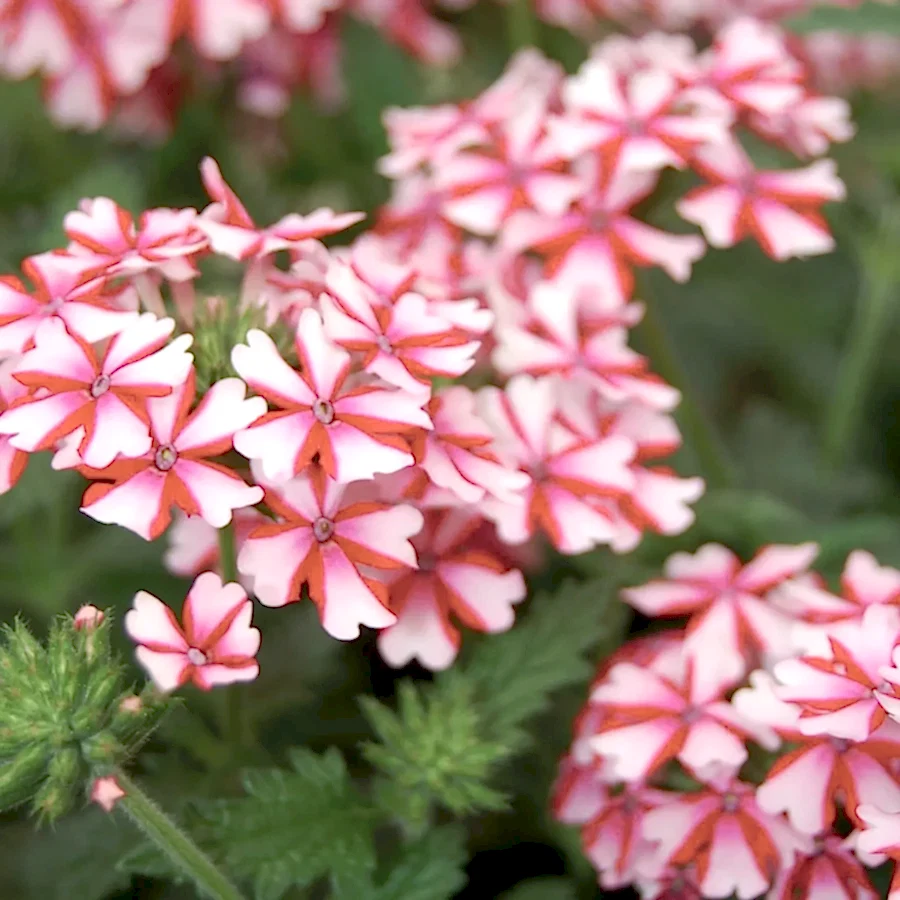Verbena Lanai Candy Cane 9cm In Recyclable Pots x 3 Plants
