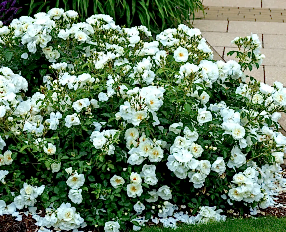Rose Flower Carpet White 4L